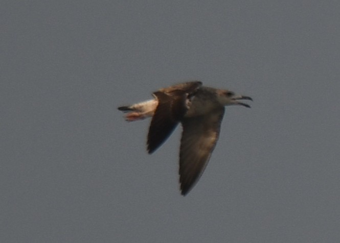 ニシセグロカモメ - ML647603501