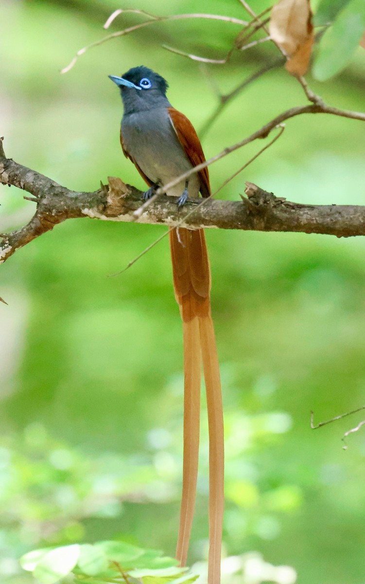 Afrika Monarkı - ML647603507