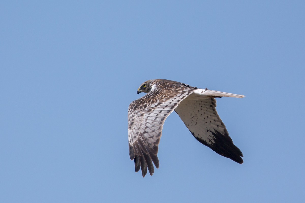 Eastern Marsh Harrier - ML647603530