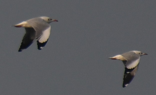Gaviota Centroasiática - ML647603532