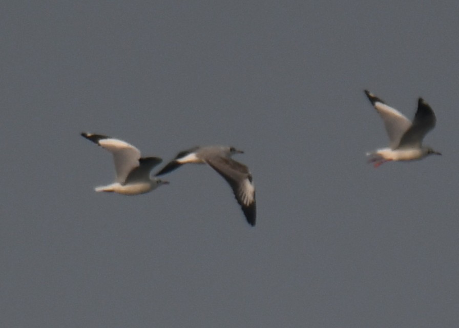 Hint Martısı - ML647603538