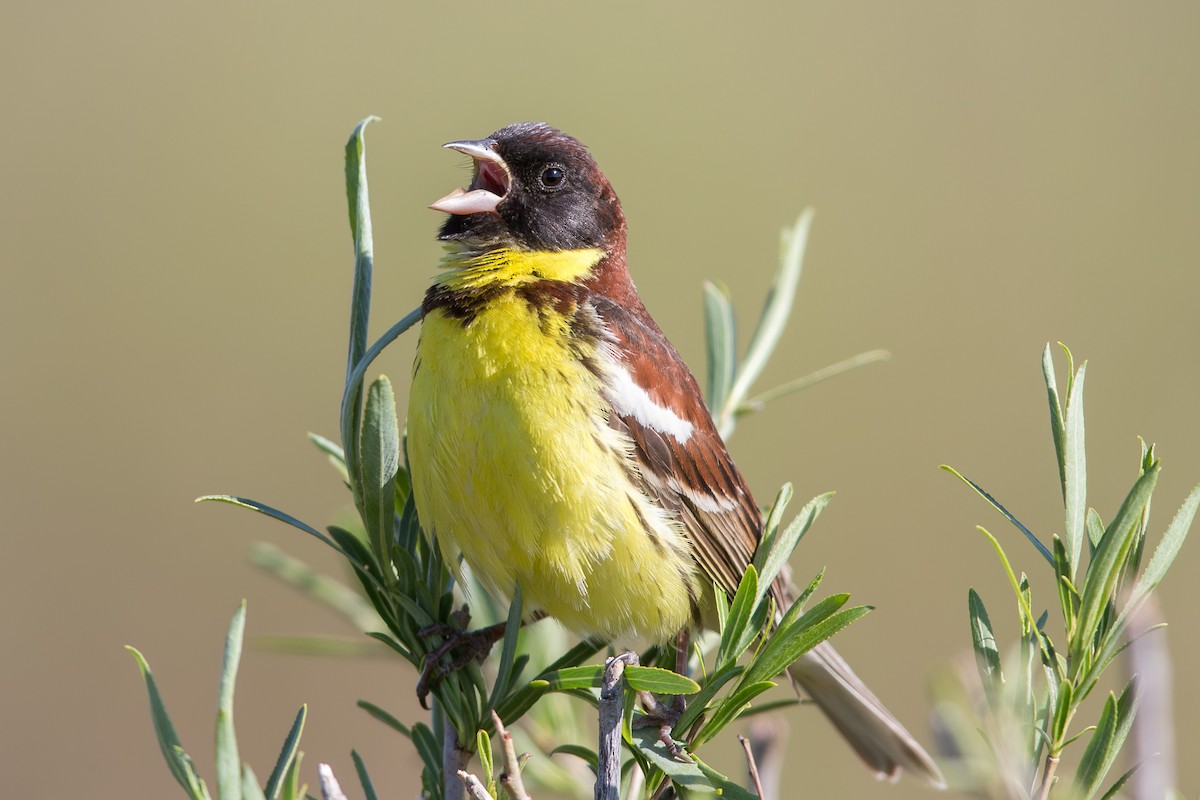 Söğüt Çintesi - ML647603539