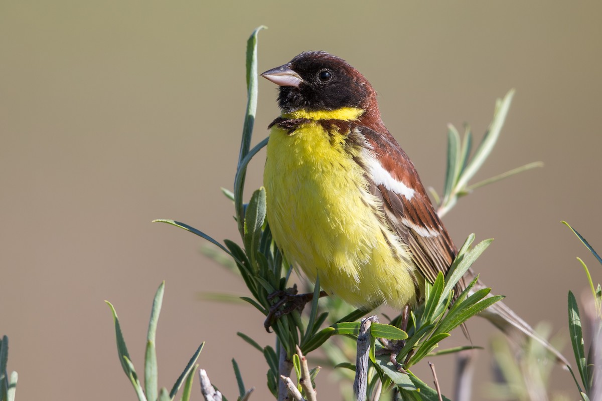 Söğüt Çintesi - ML647603540