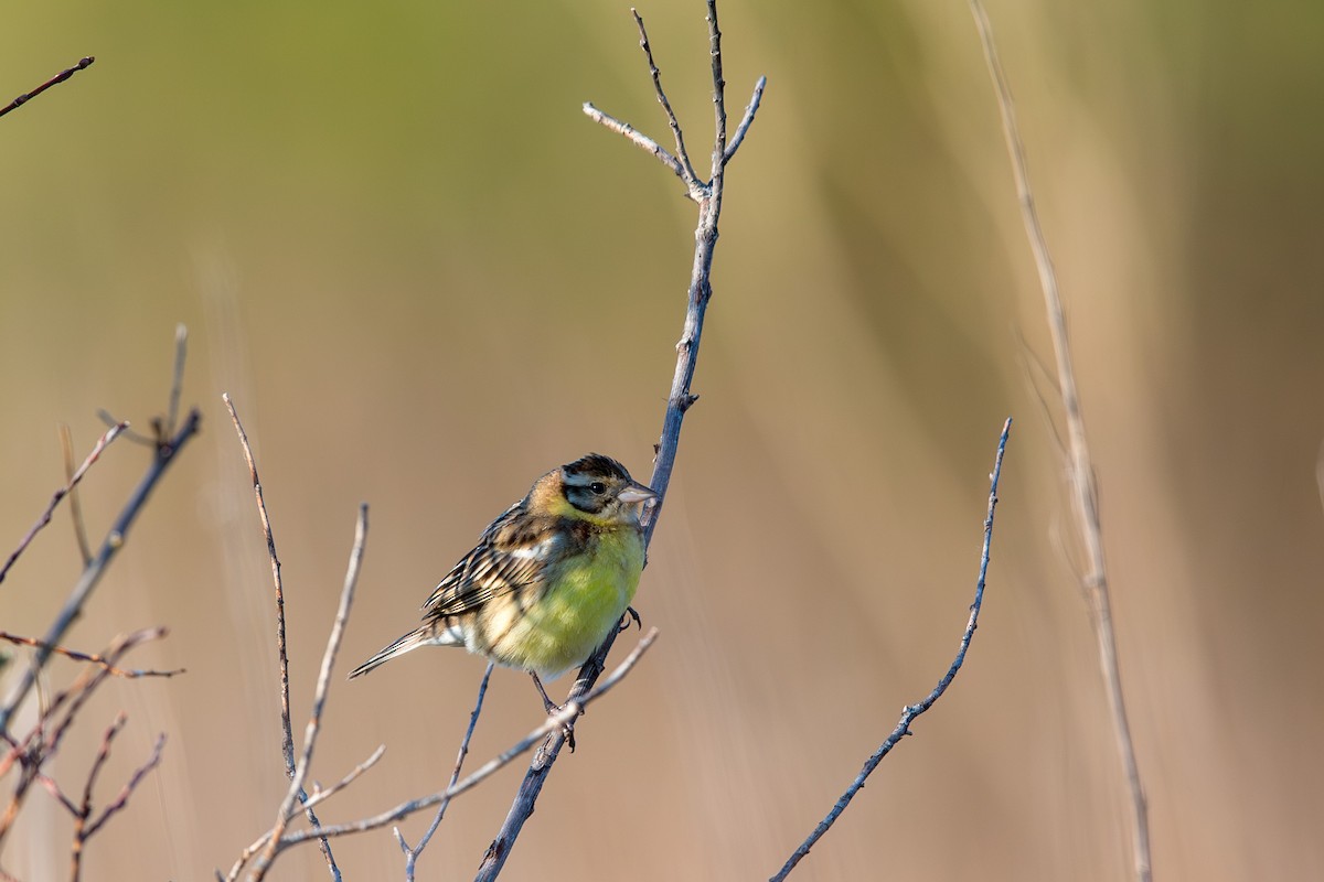 Söğüt Çintesi - ML647603541