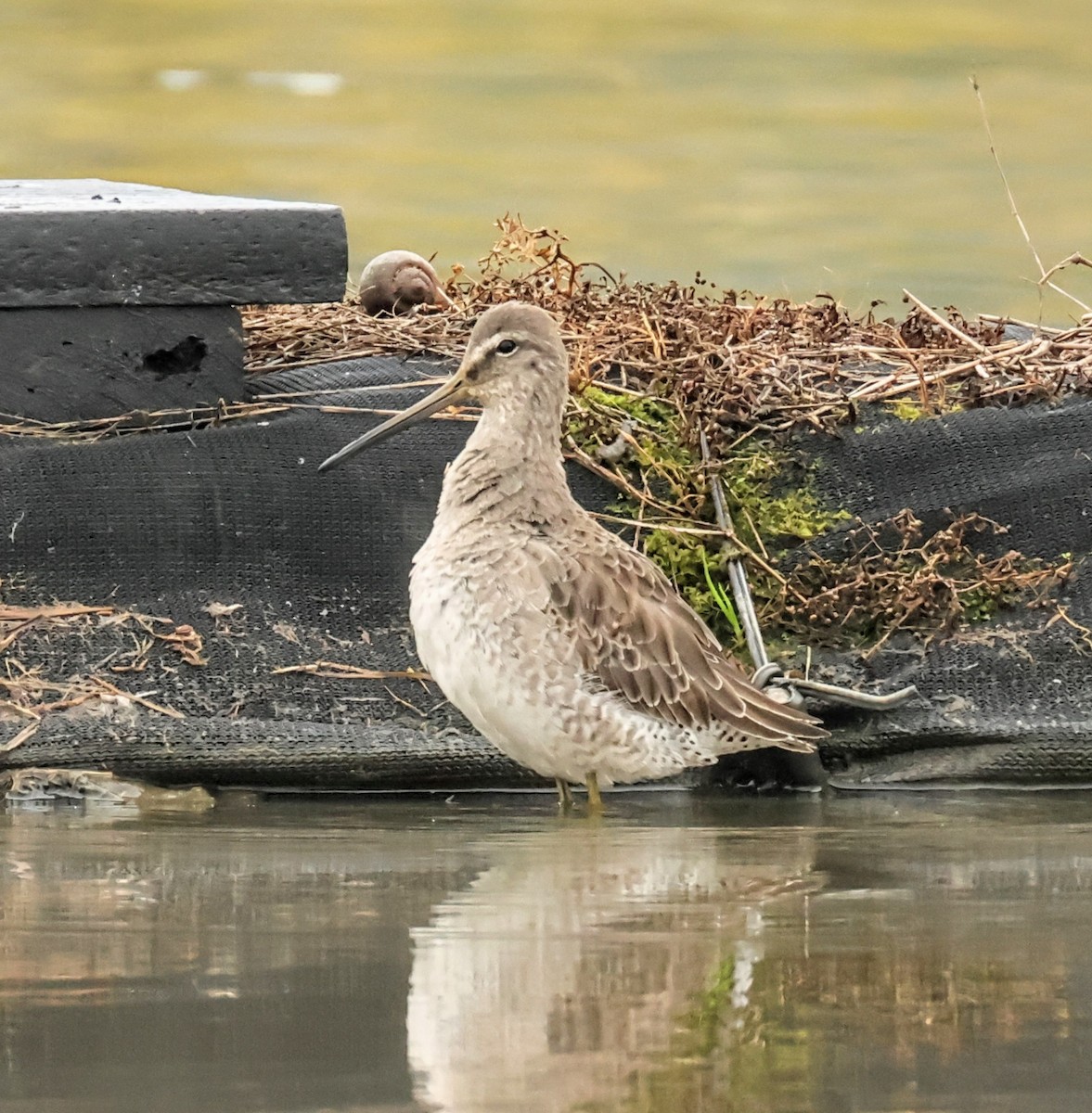 Uzun Gagalı Suçulluğu - ML647603542