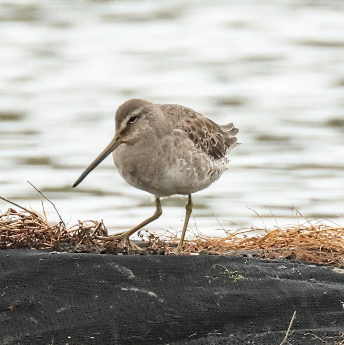 Uzun Gagalı Suçulluğu - ML647603543