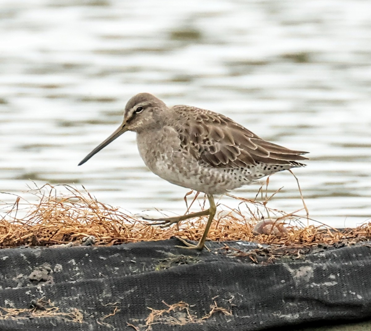 Uzun Gagalı Suçulluğu - ML647603544