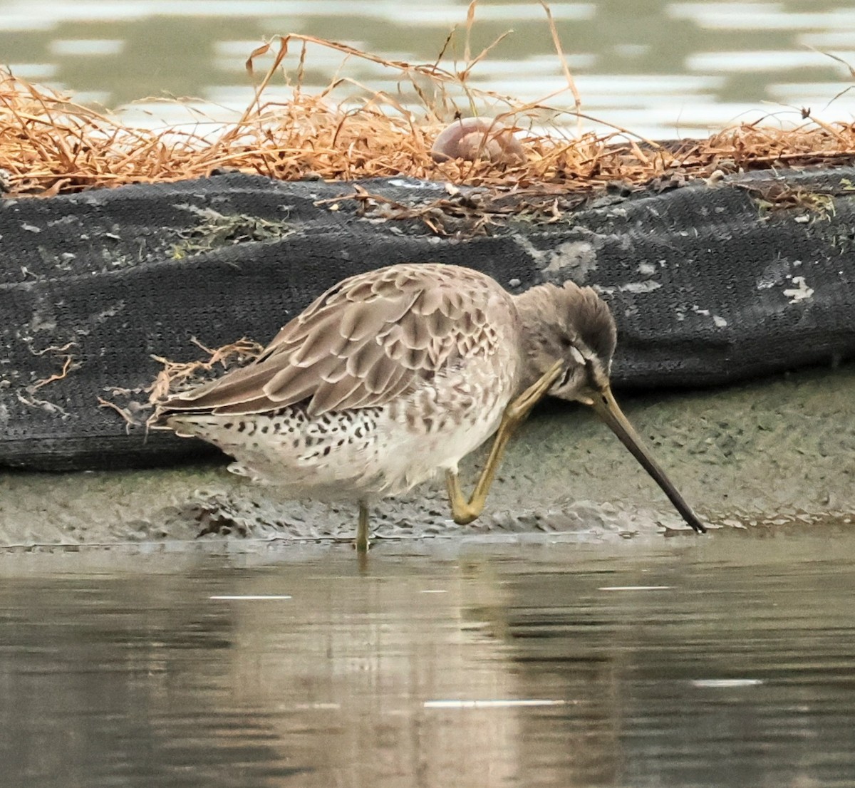 Uzun Gagalı Suçulluğu - ML647603545