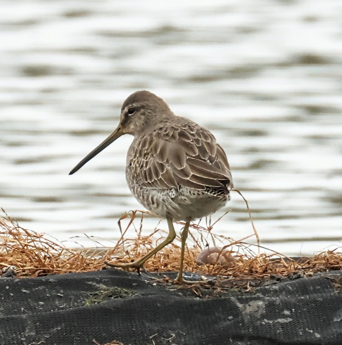 Uzun Gagalı Suçulluğu - ML647603546