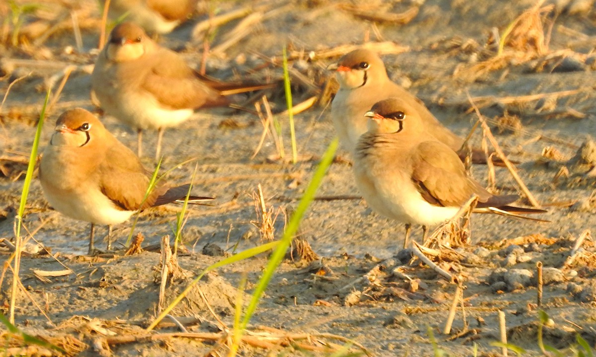 Bataklıkkırlangıcı - ML647603547