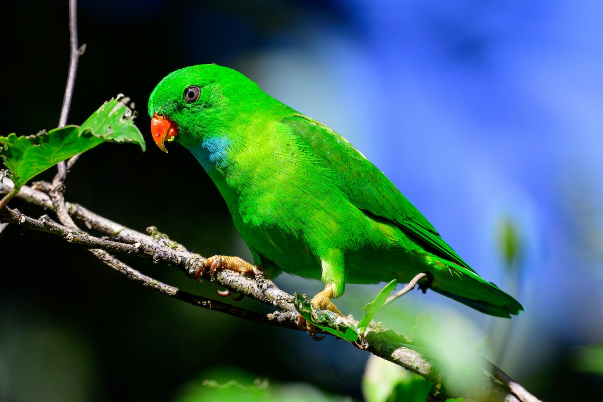 Göçmen Cennet Papağanı - ML647603548