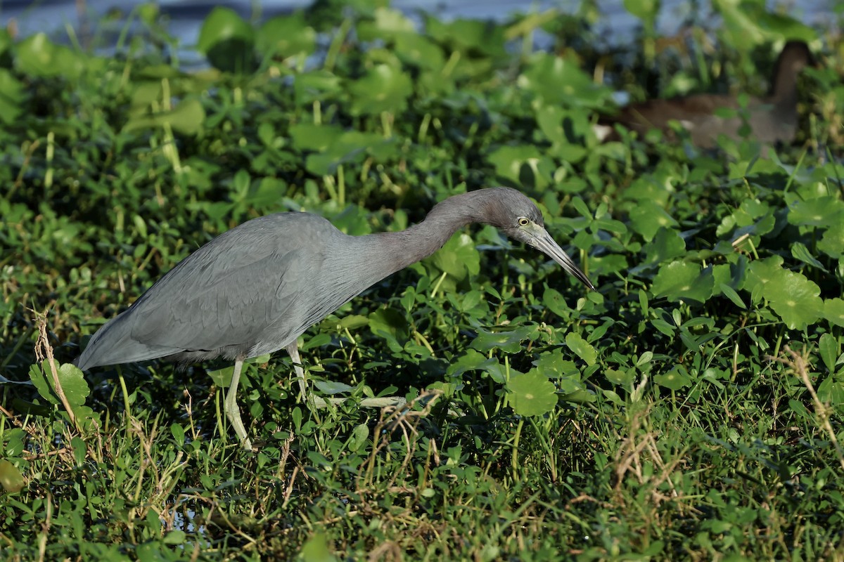 Mavi Balıkçıl - ML647603549