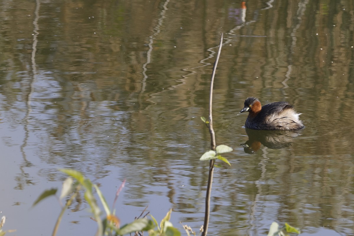 Küçük Batağan - ML647603550