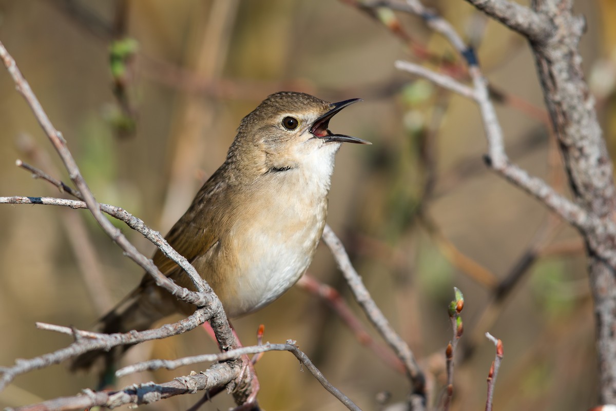 Taczanowski Çalı Ötleğeni - ML647603551