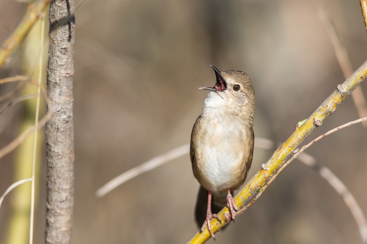 Taczanowski Çalı Ötleğeni - ML647603552