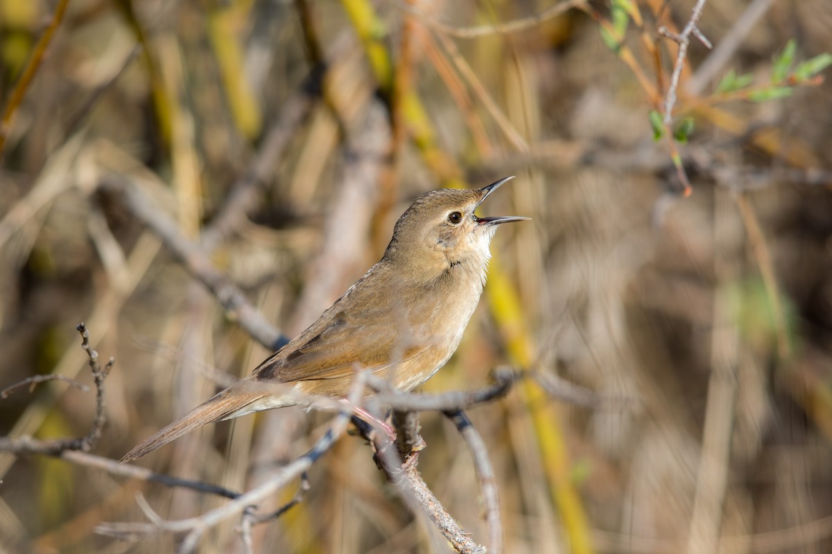 Taczanowski Çalı Ötleğeni - ML647603553