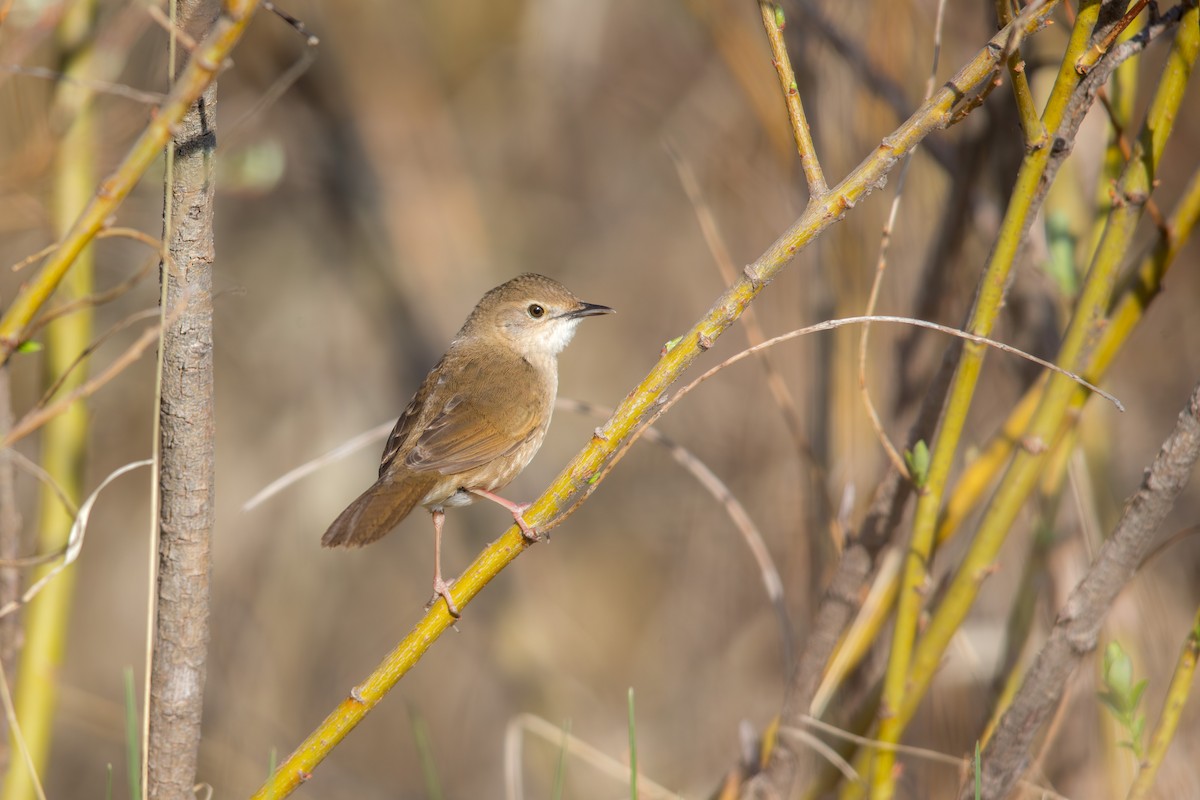 Taczanowski Çalı Ötleğeni - ML647603554