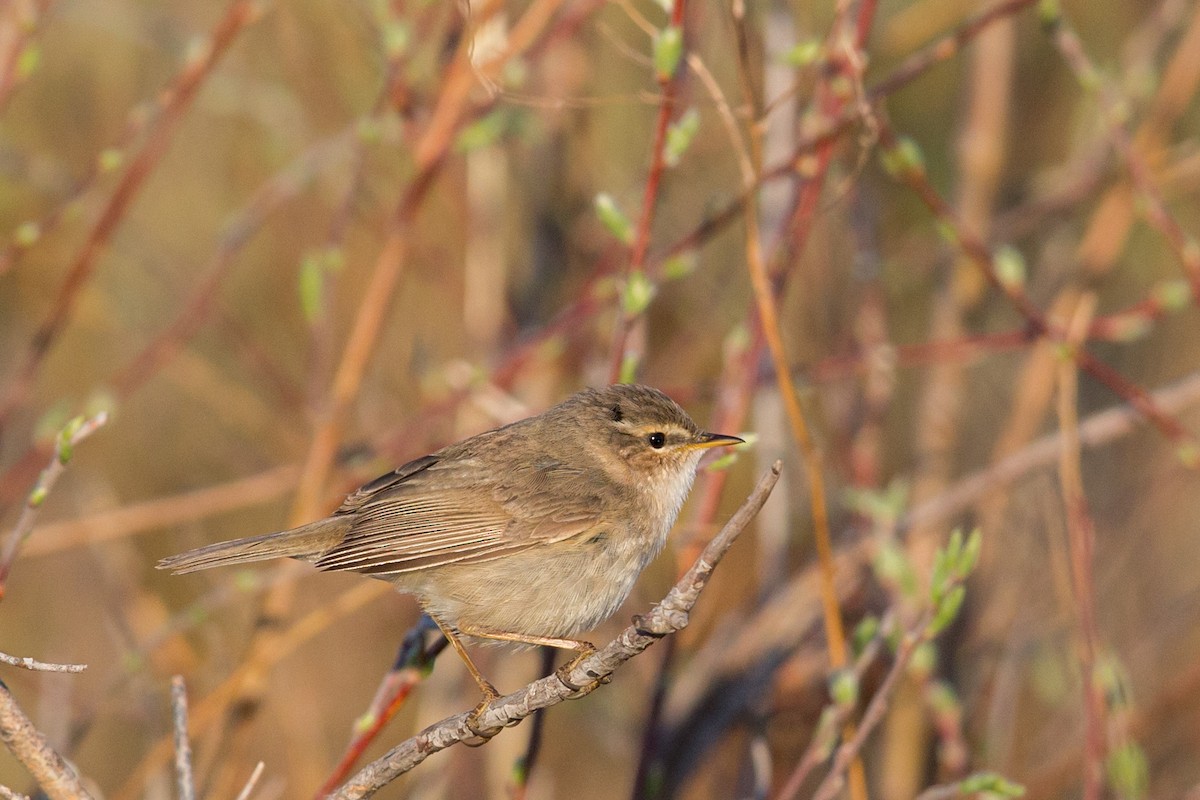 Esmer Çıvgın - ML647603557