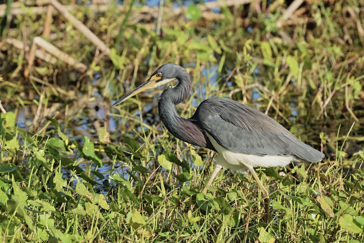 Üç Renkli Balıkçıl - ML647603558