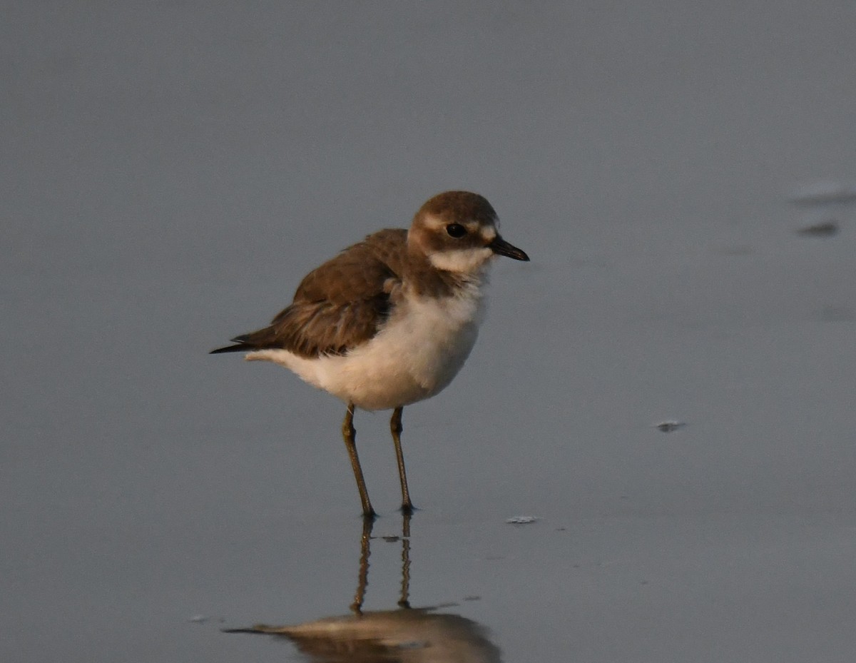 Tibet Cılıbıtı - ML647603561