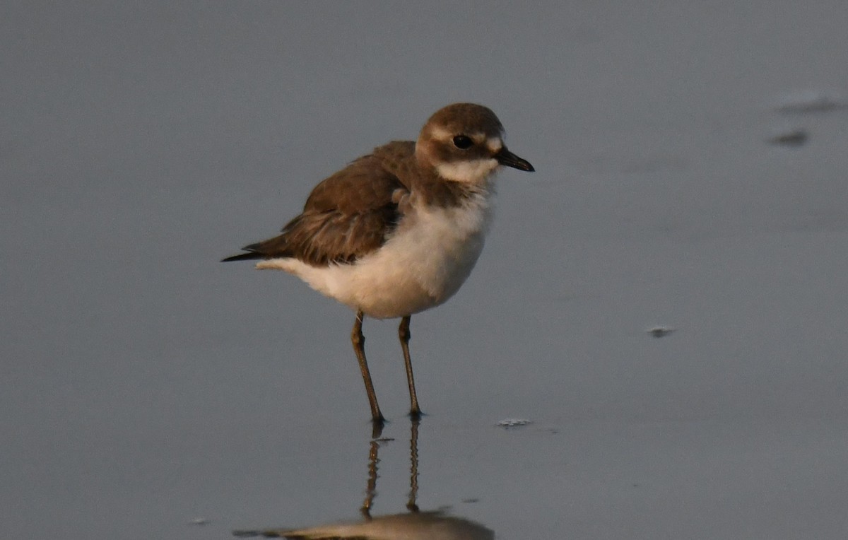 Tibet Cılıbıtı - ML647603562