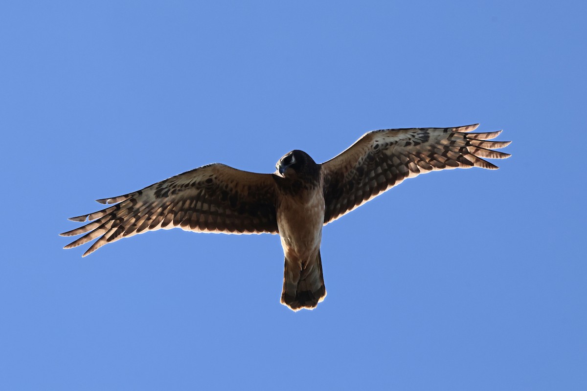 Northern Harrier - ML647603569
