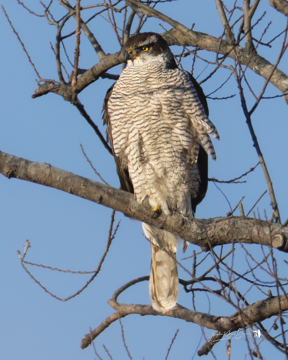 蒼鷹 - ML647603580