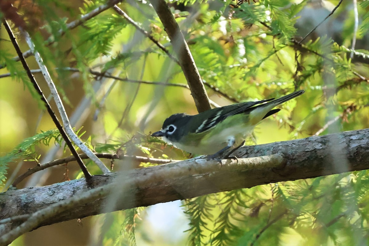 Blue-headed Vireo - ML647603583