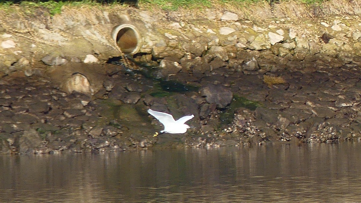 小白鷺 - ML647603584