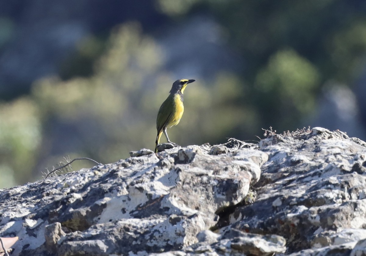 Bokmakierie - ML647603585