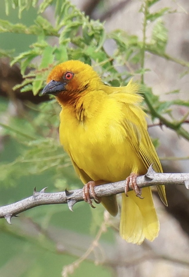 African Golden-Weaver - ML647603588