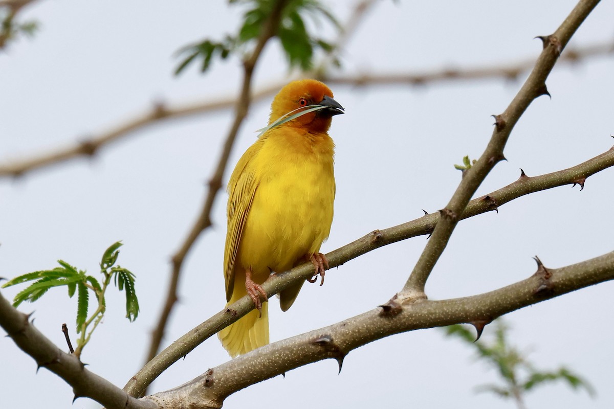 African Golden-Weaver - ML647603589