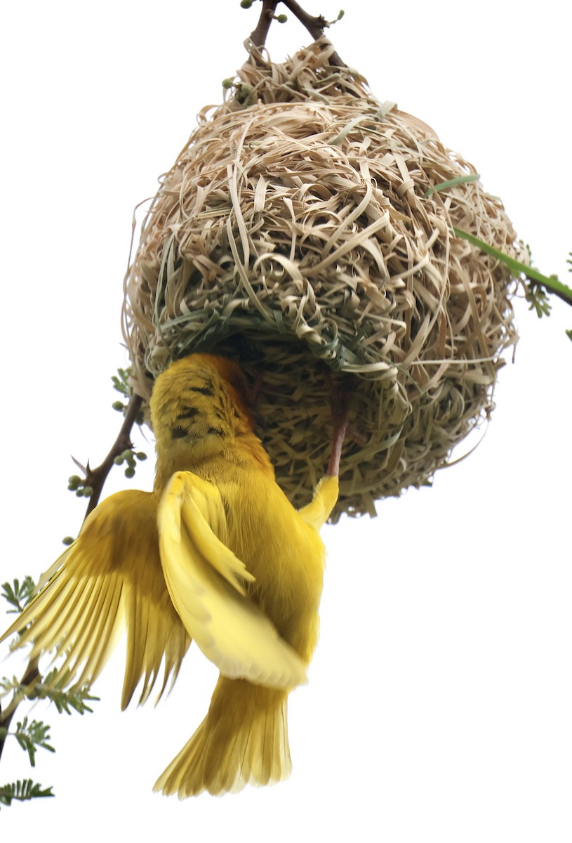 African Golden-Weaver - ML647603591