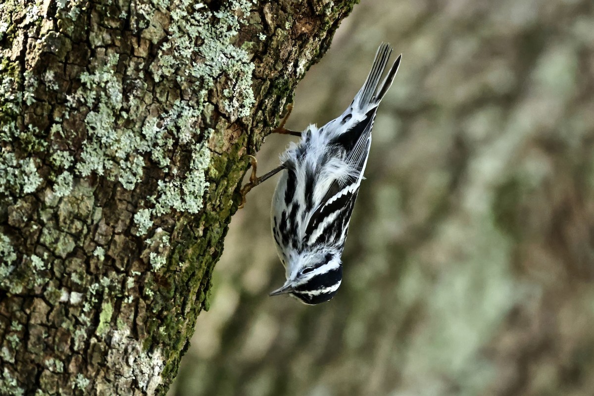 Black-and-white Warbler - ML647603592