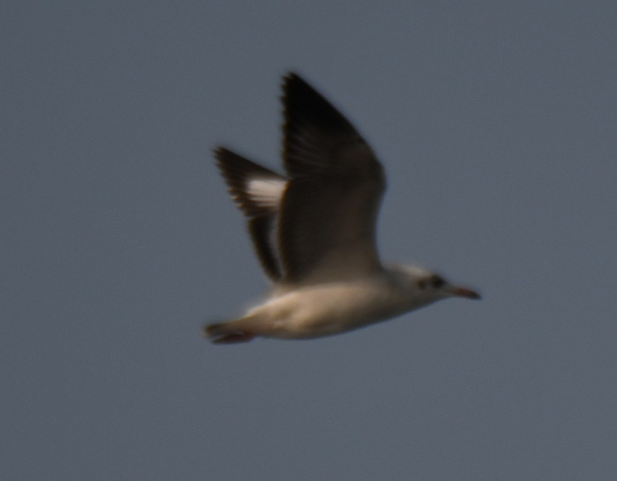 棕頭鷗 - ML647603594