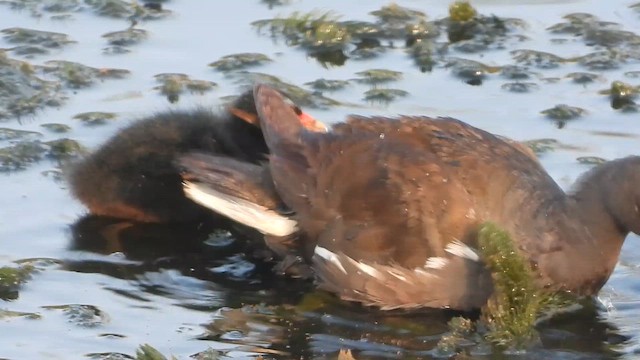 סופית - ML647603595