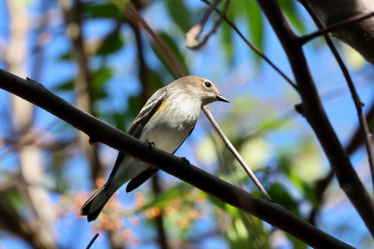 Yellow-rumped Warbler (Myrtle) - ML647603596