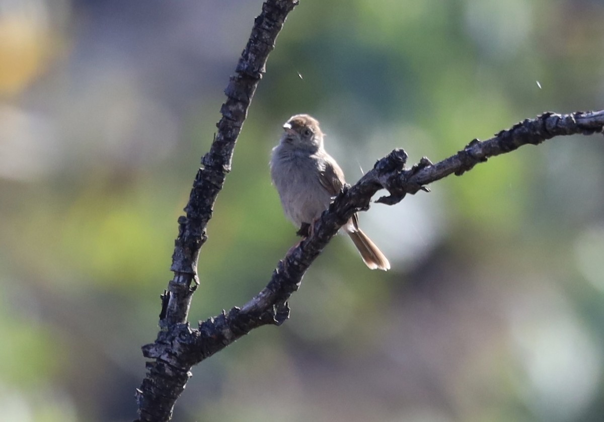 Piping Cisticola - ML647603598
