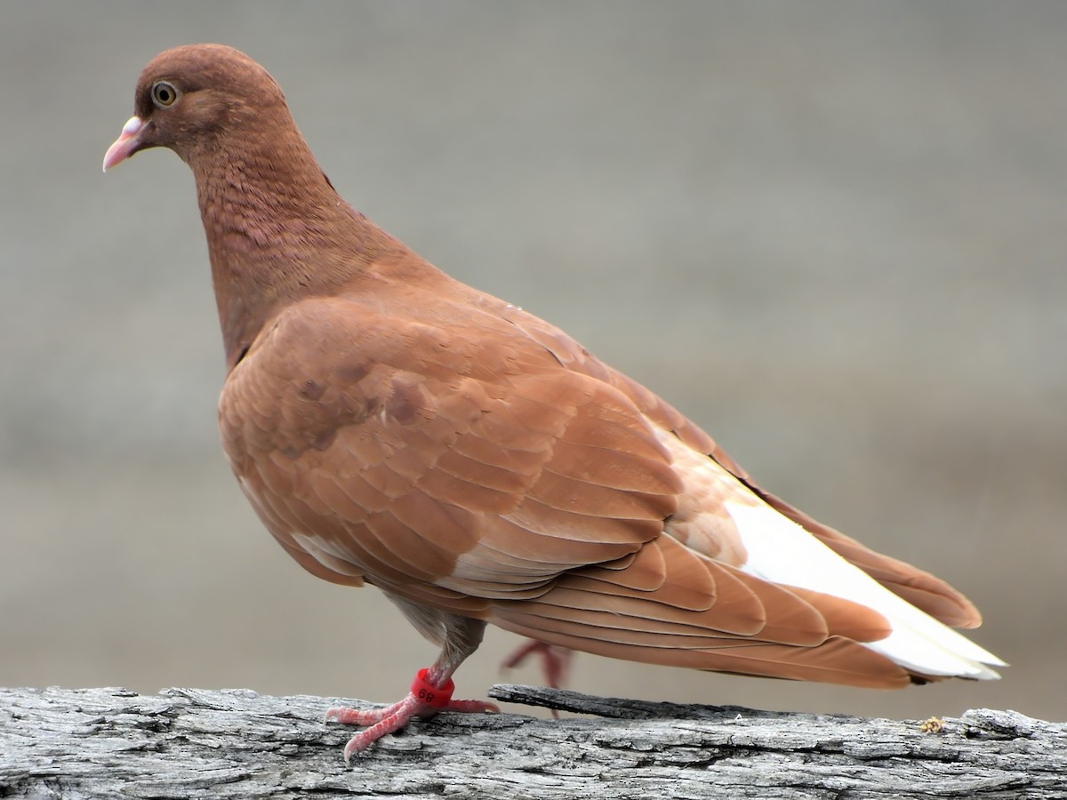 野鴿(野化) - ML647603599