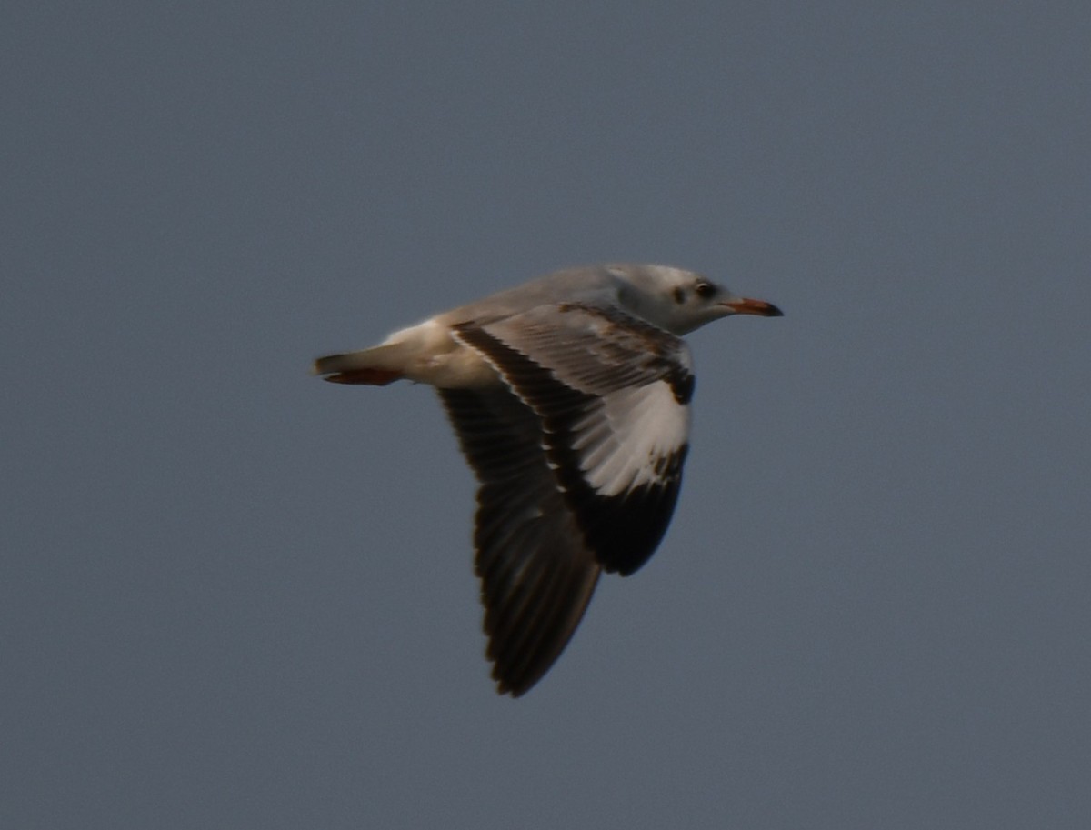 棕頭鷗 - ML647603601