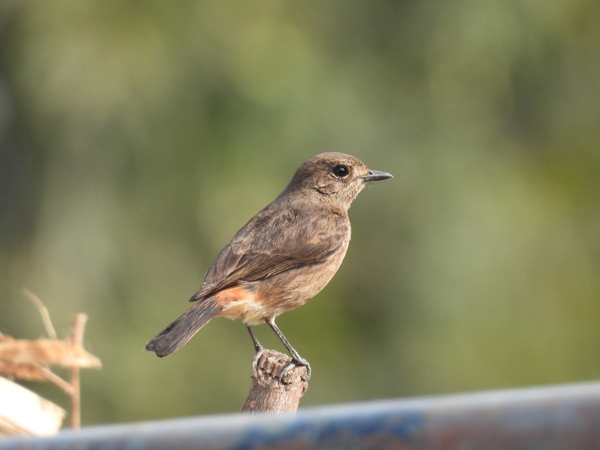 白斑黑石䳭 - ML647603605