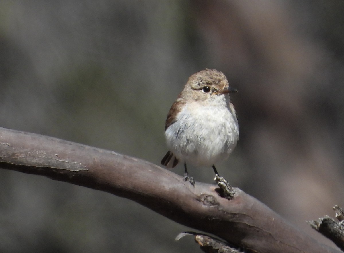Red-capped Robin - ML647603607