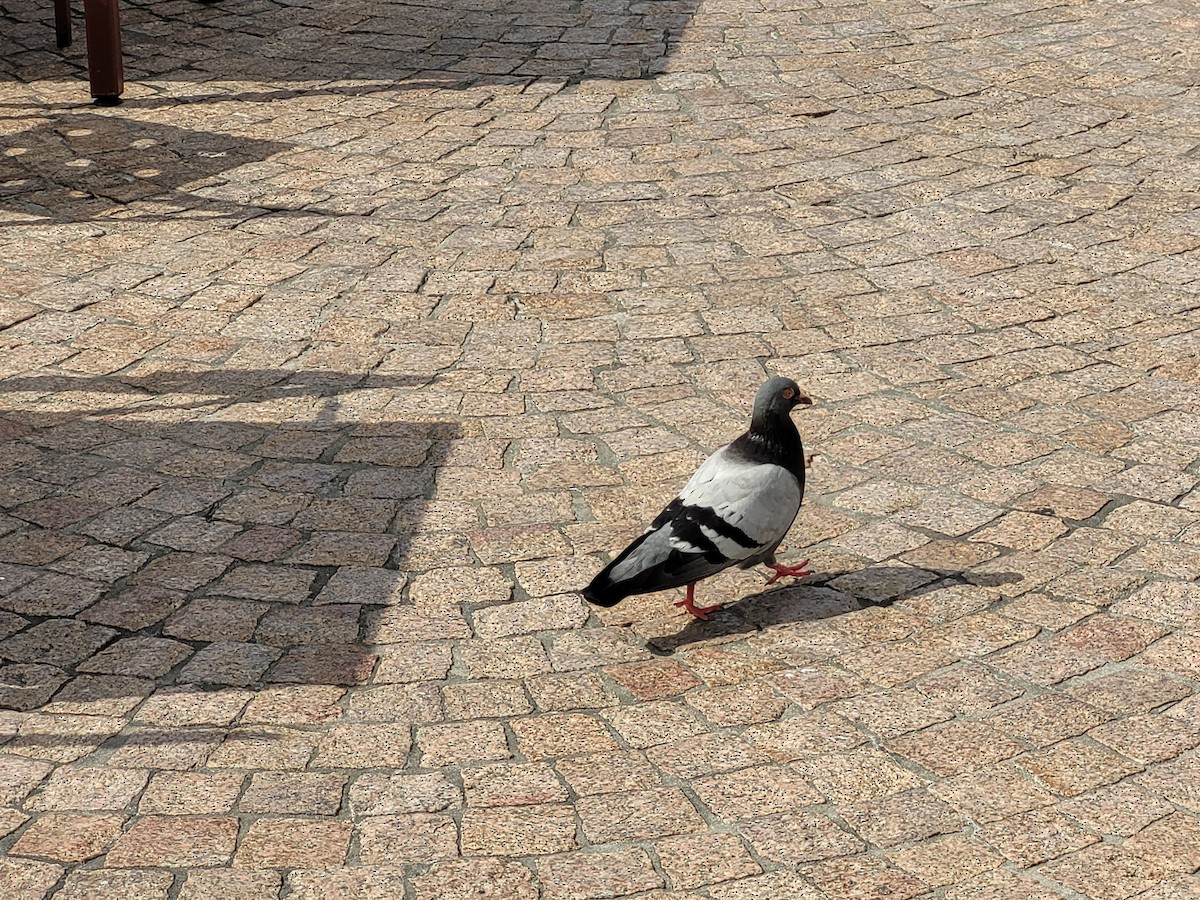 野鴿(野化) - ML647603608