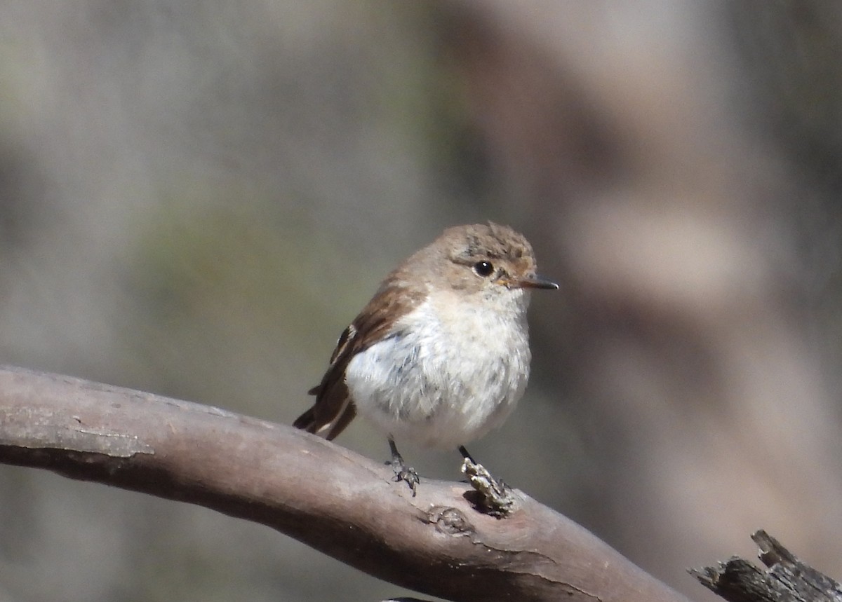 Red-capped Robin - ML647603609