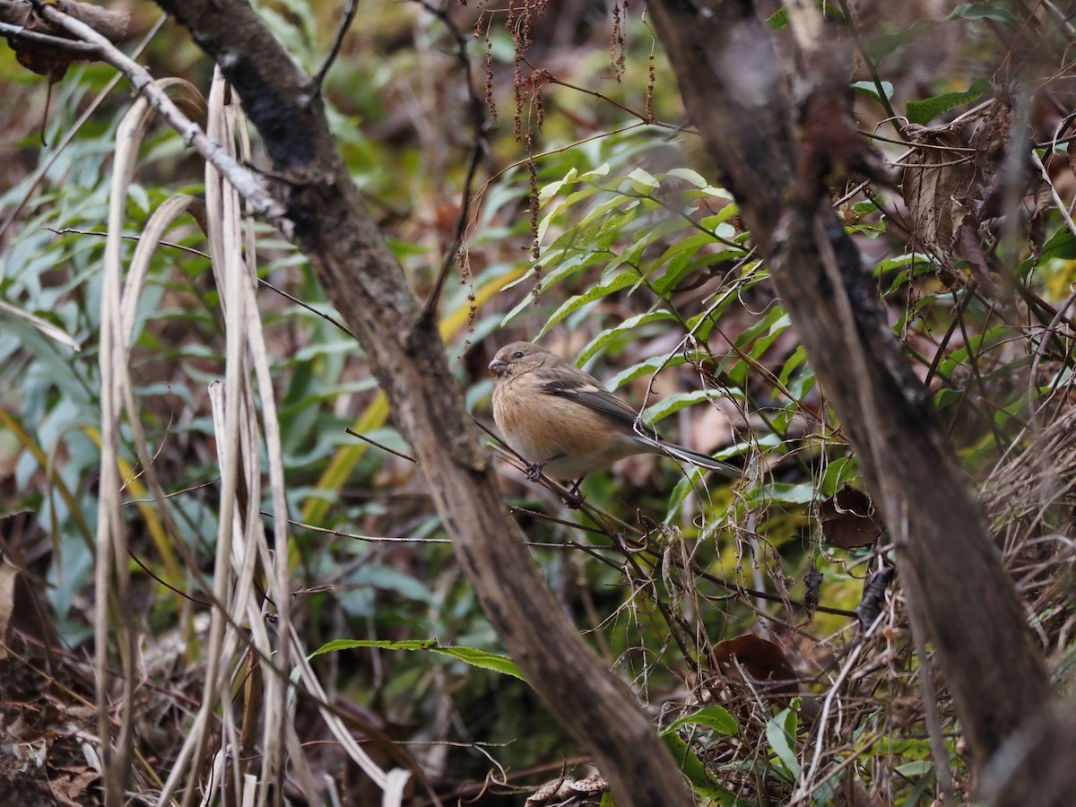 Long-tailed Rosefinch - ML647603610