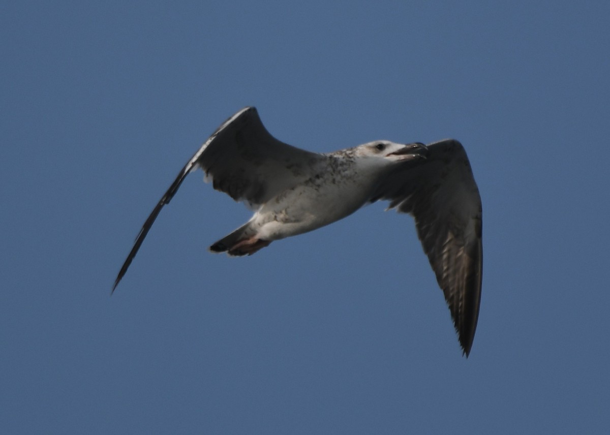 小黑背鷗 - ML647603611