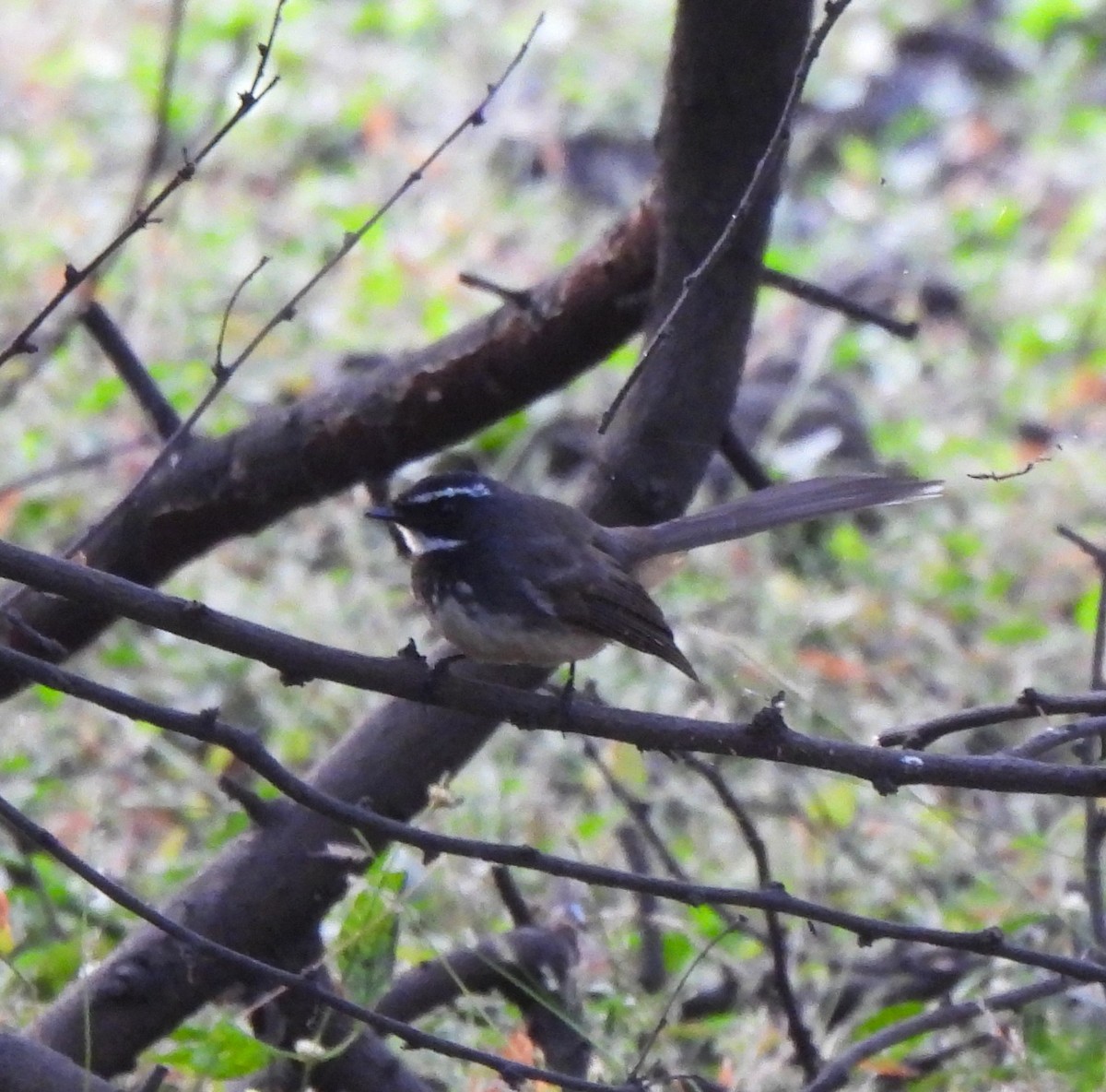 Spot-breasted Fantail - ML647603612