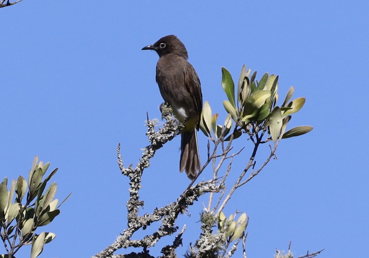 Cape Bulbul - ML647603613