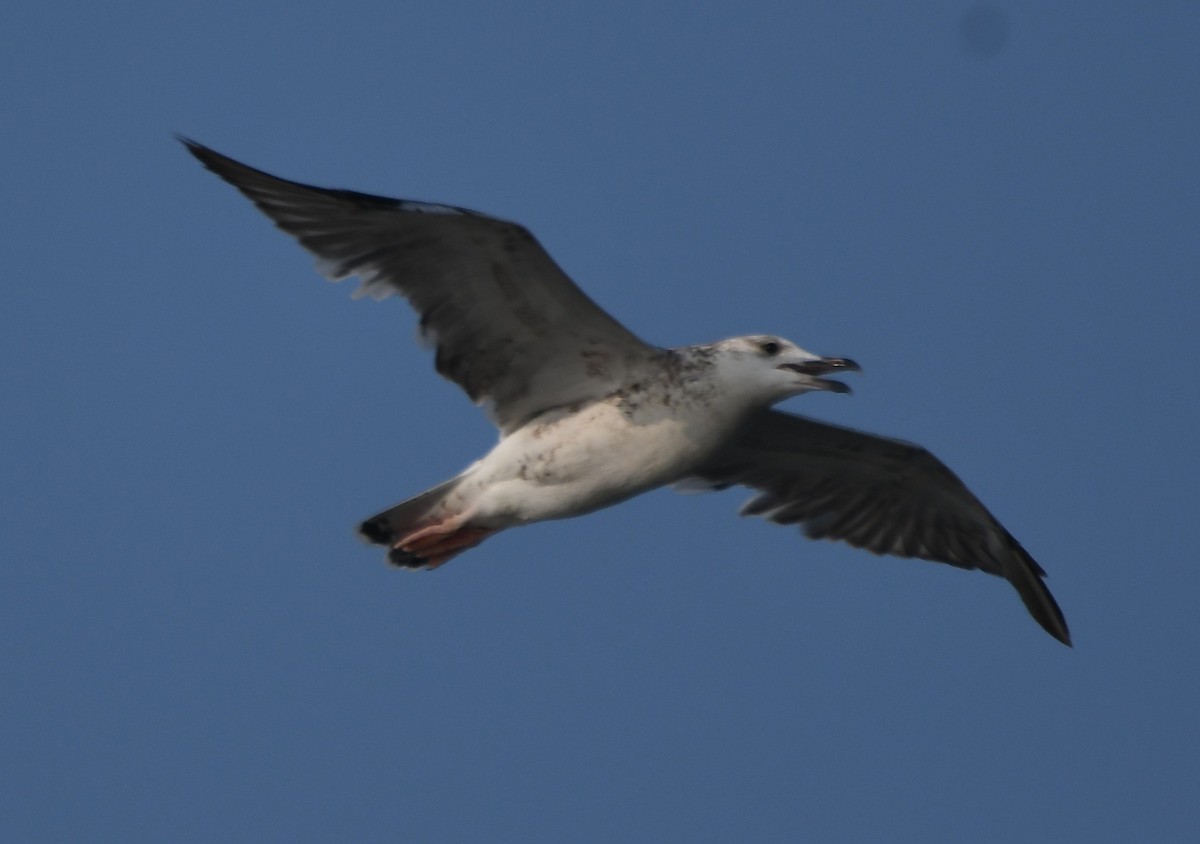 小黑背鷗 - ML647603614