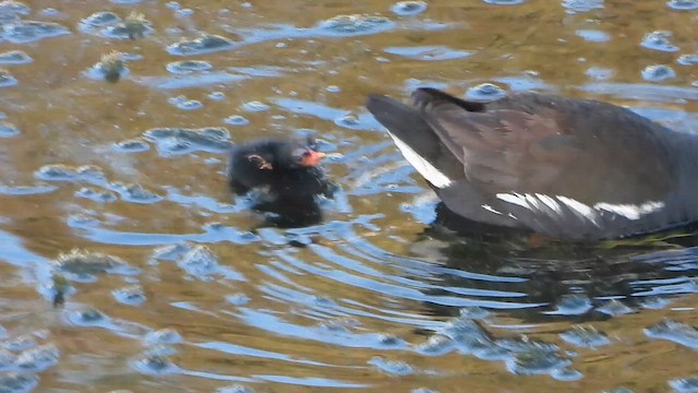 סופית - ML647603616